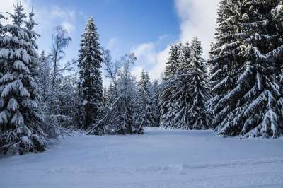 冬天 图林根 森林 雪 雪景 树木 寒冷的 下雪的