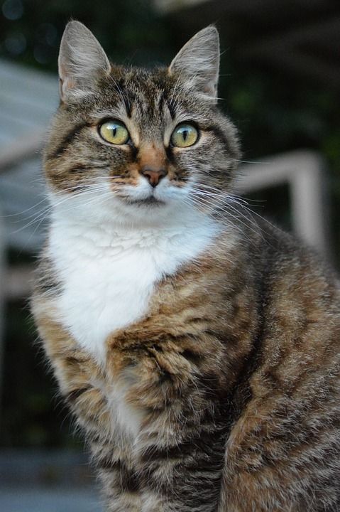 猫咪 动物 猫 宠物 哺乳动物