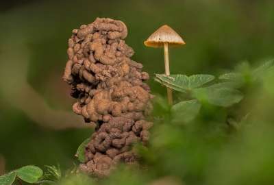 Wurmkot 蠕虫堆 蠕虫排泄 森林地面 蘑菇 森林蘑菇 屏幕真菌