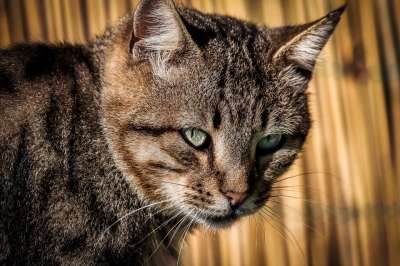 猫咪 老虎 枪口 头 捕食者 毛皮 哺乳动物 猫 动物医院