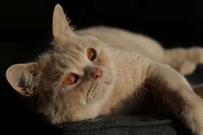 猫 小猫 英国短毛猫 毛皮 蓬松的 柔软的 肖像 动物 哺乳动物