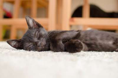 猫 黑猫 休息 家猫 动物 懒惰 达乔维茨 梦