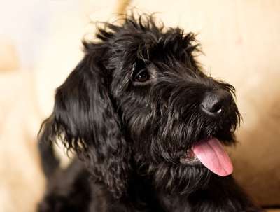 Labradoodle 雪纳瑞犬 拉布拉多 国王狮子狗 杂交种 狗