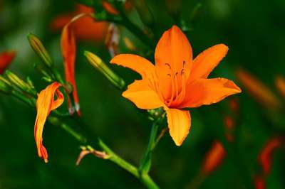 百合 花 橙色百合 芽 花瓣 橙色花瓣 盛开 开花 植物群