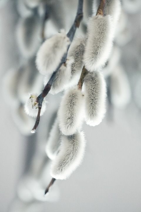 春天 沙柳 植物学 生长 特写 自然 植物 装饰