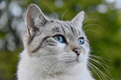 猫 胡同猫 欧洲猫 猫蓝色的眼睛 动物 阴云 女性 哺乳动物