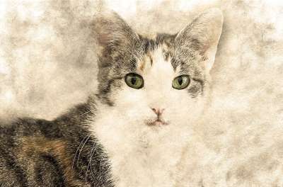 猫 动物 宠物 看着 艺术 优质的 装饰性的 自然 装饰品