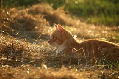 猫 小猫 红猫 红虎斑 鲭鱼 稻草 夏天