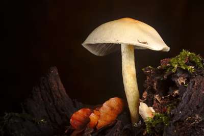 落下 蘑菇 苔藓 森林 关闭