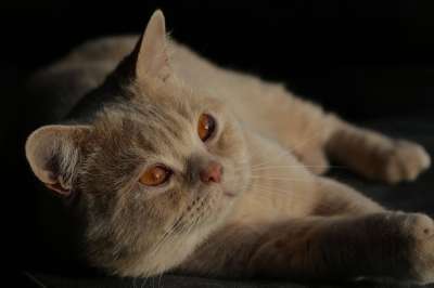 猫 小猫 英国短毛猫 毛皮 蓬松的 柔软的 肖像 动物 哺乳动物