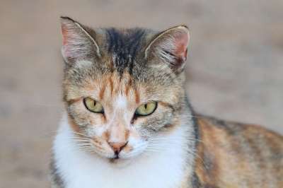 猫 动物 家猫 家畜 自然 街头猫 女性 看法 动物肖像 流浪