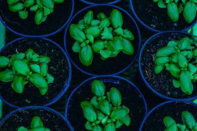 罗勒 植物 绿色 有机的 草本植物 新鲜的 健康 有天赋的人