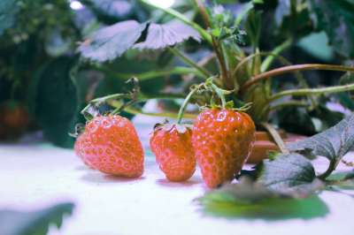 草莓 水培 有机的 植物工厂
