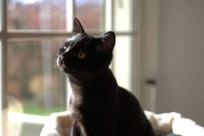 猫 黑色的 肖像 家猫 眼睛 猫眼 驯化 脸 小猫 动物