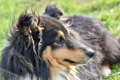 狗 狗的设得兰群岛牧羊犬 设得兰群岛的三色的牧羊犬 设得兰群岛牧羊犬我的爱