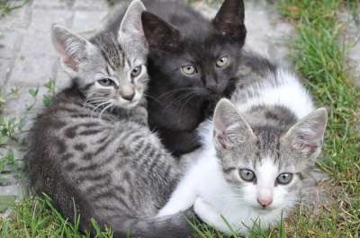 动物 可爱的 猫 宠物 小猫 灰猫 灰色的动物 灰色的宠物