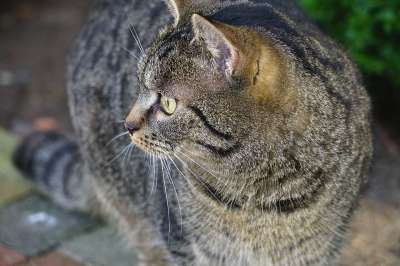 猫 宠物 猫科动物 动物 哺乳动物 特写 国内短毛猫 毛皮 猫咪