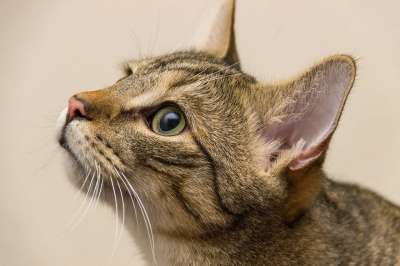 宿醉 欧洲短毛 种族 品种猫 小的 坐着 鲭鱼 小猫 家猫