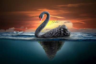 操纵 景观 天鹅 海洋 在水之下 日落 天空 鸟类