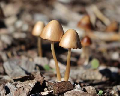 蘑菇 毒菌 菌类 子实体 棕色 光滑的 闪亮的 覆盖 树树皮