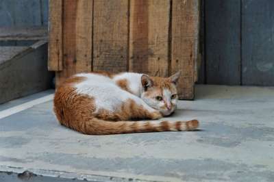 猫 动物 白色的 尾巴 鼻子 老虎 红色的 污渍 马达加斯加