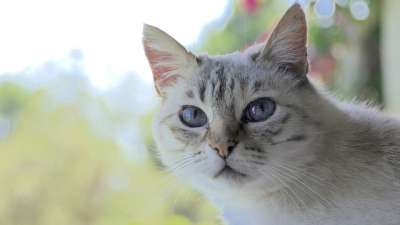 高清壁纸 猫 头 白色灰色的 蓝眼睛 动物 宠物 肖像 墙纸