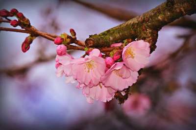 樱花 花 枝杈 树 花瓣 雌蕊 春天 日本人