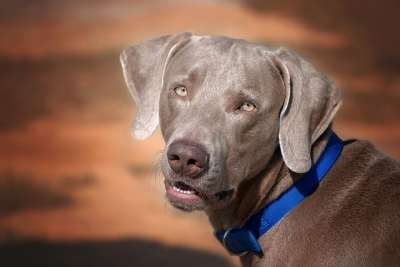 狗 脸 棕色 犬只 宠物 动物 可爱的 犬类 年轻 快乐的