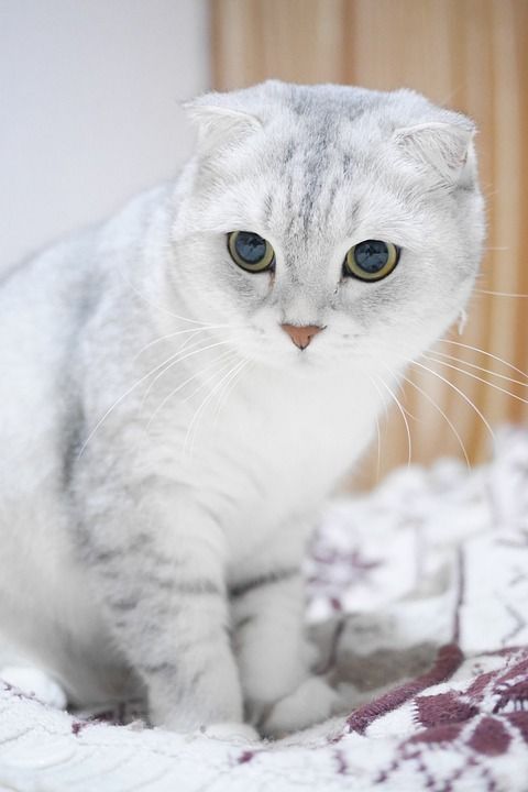 苏格兰折耳 猫 渐层色 猫 动物 宠物