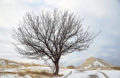 树 冬天 自然 雪 冻结 冰 天空 白色的 冬天的心情 景观