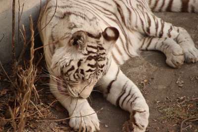 动物 老虎 动物园 猫科动物 哺乳动物 野生动物 野生动物摄影