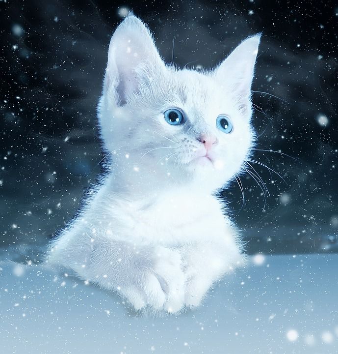 猫 基蒂 雪 艺术 动物 自然 可爱的 剪贴簿 纸 质地