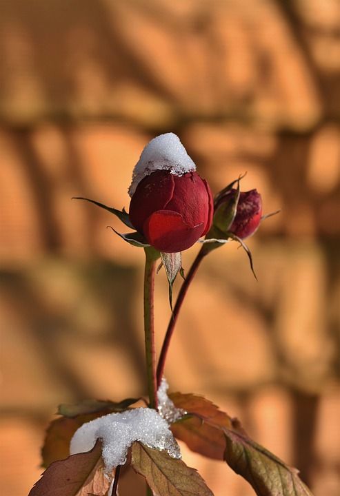 花 玫瑰 玫瑰花蕾 芽 冰 雪 冻结 花园 植物 植物群