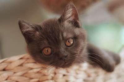 小猫 猫 可爱的 家猫 猫眼 家畜 俏皮的 脸 年轻 厌倦