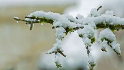 雪 降雪 下雪的 冬天 雪花 分支
