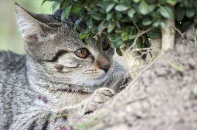 猫 动物 家猫 眼睛 猫肖像 可爱的 猫脸 老虎 蓬松的