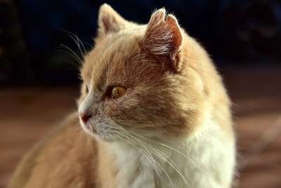 宿醉 猫 家畜 家猫 动物 猫脸 关闭 头 动物肖像 看法
