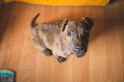动物 犬类 可爱的 狗 宠物 小狗 棕色的狗 棕色的小狗
