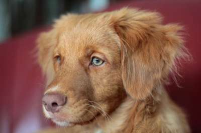 小狗 新斯科舍鸭收费猎犬 收银员 宠物 犬类 狗 动物