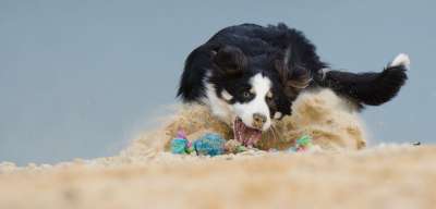 边境牧羊犬 狗 游戏 球 海滩 球瘾君子 打球 喷砂