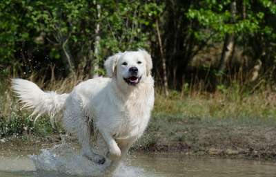 金毛猎犬 水 狗 夏天 湿狗 湖 自然