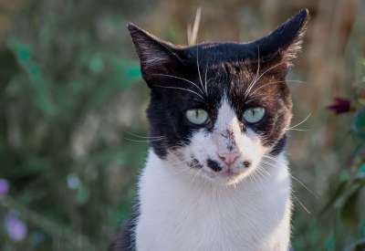 猫 街头猫 猫科动物 胡须 动物 黑和白 荒野 猫肖像