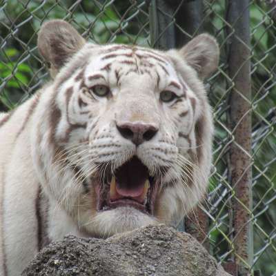 老虎 动物 野生动物 大猫 哺乳动物 头 荒野 自然