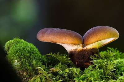 蘑菇 苔藓 森林蘑菇 落下