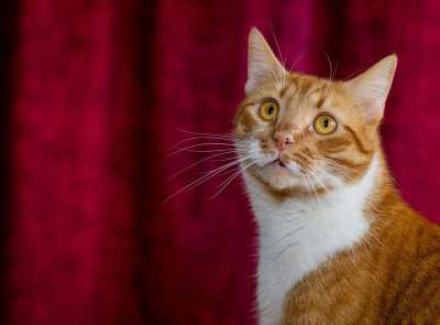 猫 宿醉 家畜 家猫 动物肖像 头 看着 看法 可爱的 红色的