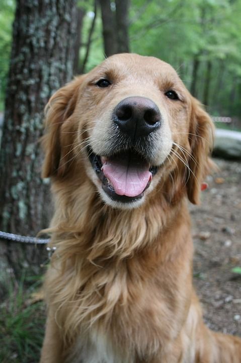 狗 金毛猎犬 拉布拉多犬 实验室 野营 金的 猎犬 宠物 犬类