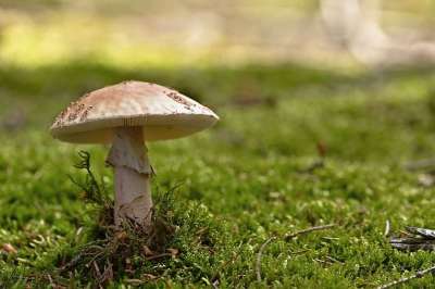 蘑菇 珍珠蘑菇 生长 森林蘑菇 苔藓 食用