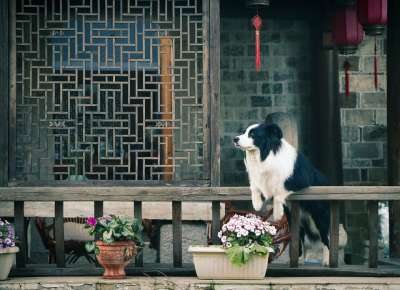 花 亭子 狗 亭子 亭子 亭子 亭子 亭子