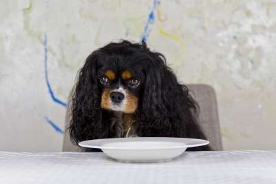 骑士 国王 骑士查理王猎犬 狗 纯种狗 查尔斯王猎犬 横向格式