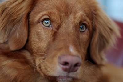 小狗 新斯科舍鸭收费猎犬 收银员 宠物 犬类 狗 动物